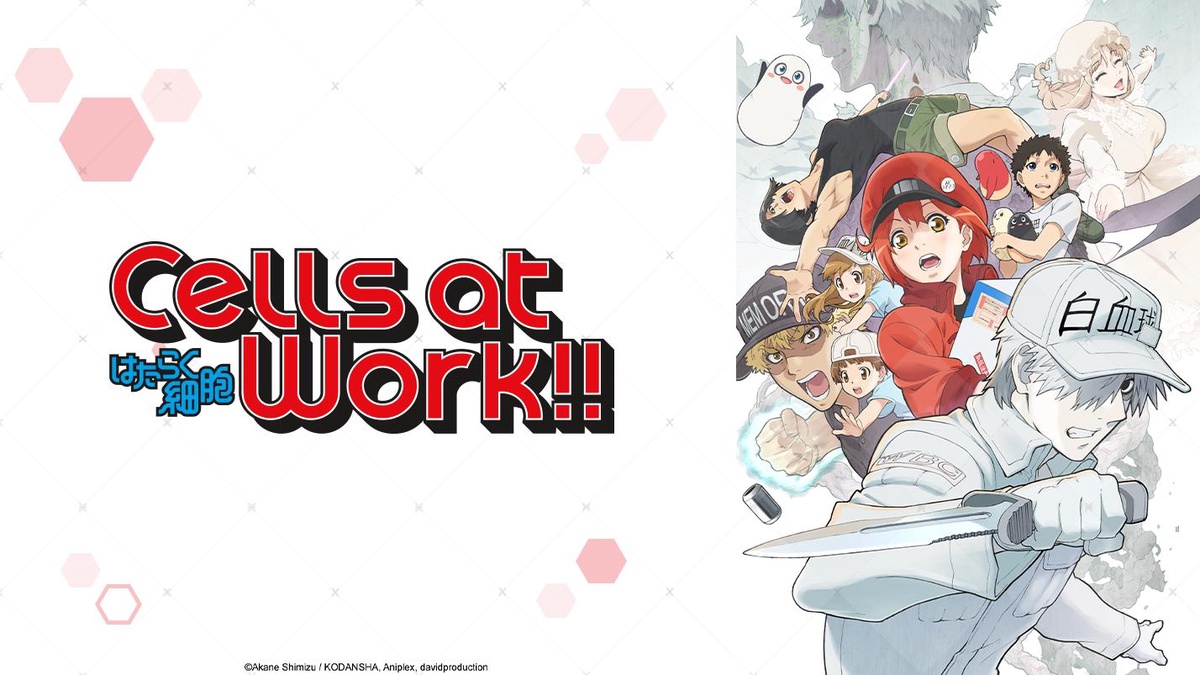 LA CIENCIA DE LA VIDA: Cells at work! [Hataraku Saibou]. Episodio 2. Rasguño